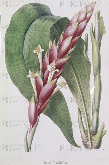 LAMINA-FLORES
MADRID, COLECCION PARTICULAR
MADRID