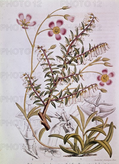 LAMINA-FLORES
MADRID, COLECCION PARTICULAR
MADRID