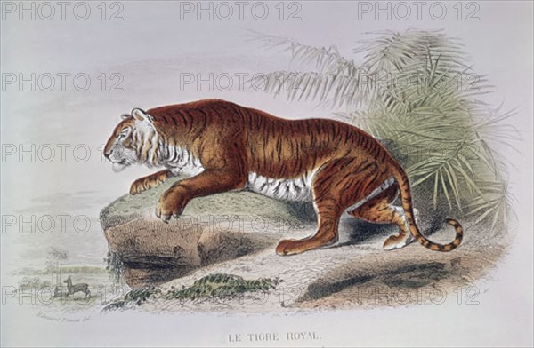 GRABADO-TIGRE REAL
PARIS, COLECCION PARTICULAR
FRANCIA