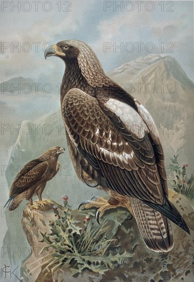 GRABADO-AGUILA IMPERIAL-MACHO CON PLUMAJE CASI PERFECTO(1) Y HEMBRA DE 2 AÑOS(2)
PARIS, COLECCION PARTICULAR
FRANCIA