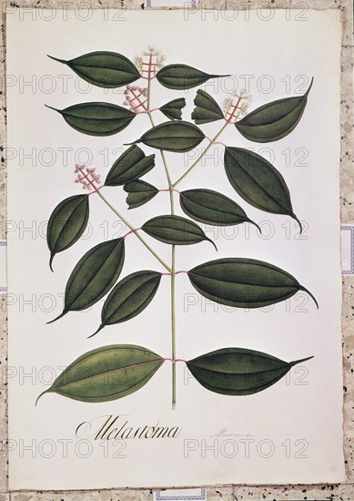MUTIS CELESTINO 1732-1808
LAMINA-MICONIA LATERIFLORA
MADRID, JARDIN BOTANICO
MADRID
This image is not downloadable. Contact us for the high res.