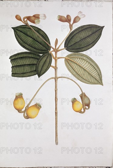 MUTIS CELESTINO 1732-1808
LAMINA-HUILAEA MUTISIANA
MADRID, JARDIN BOTANICO
MADRID
This image is not downloadable. Contact us for the high res.