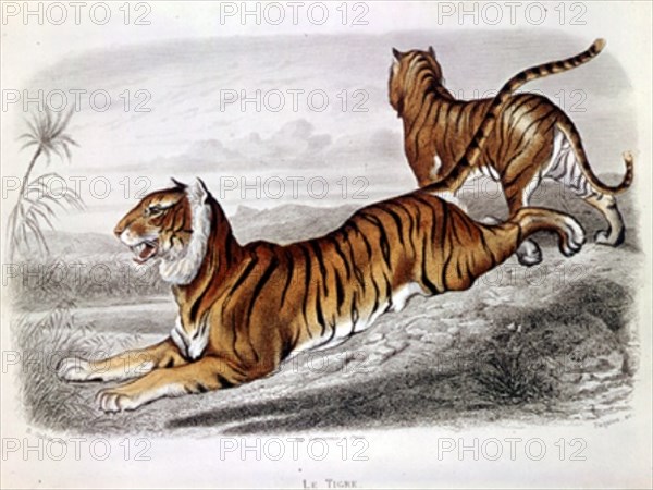 TIGRES
PARIS, COLECCION PARTICULAR
FRANCIA