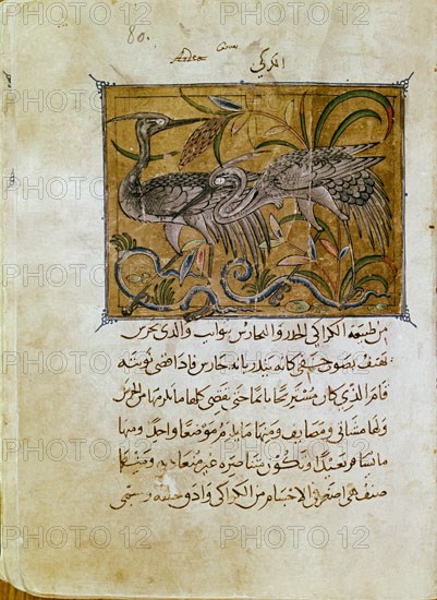 IBN AL-DURAYHIM MAWS
MANUSCRITO ARABE DE HISTORIA NATURAL-S XIV
SAN LORENZO DEL ESCORIAL, MONASTERIO-BIBLIOTECA
MADRID
This image is not downloadable. Contact us for the high res.