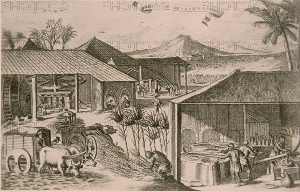 URIES SIMON
GRABADO-ELABORACION DE AZUCAR EN BRASIL-UTRECH 1862
This image is not downloadable. Contact us for the high res.
