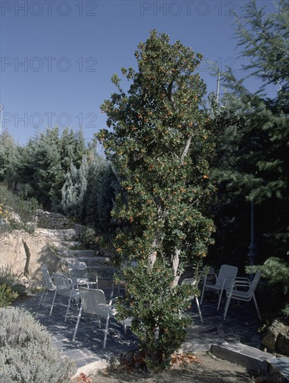 TERRAZA Y MADROÑO CON FRUTOS
TORRELODONES, COLECCION JUAN MORAL(CASA)
MADRID

This image is not downloadable. Contact us for the high res.