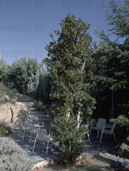 TERRAZA Y MADROÑO CON FRUTOS
TORRELODONES, COLECCION JUAN MORAL(CASA)
MADRID