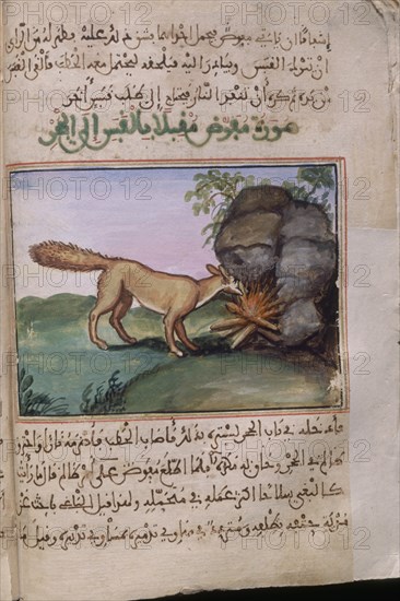 "CONSOLACIONES EN EL ENTRETENIMEINTO DE CALIFAS Y JEFES"MAN ARABE 528-F 13V-ZORRO Y HOGUERA-S XVI
SAN LORENZO DEL ESCORIAL, MONASTERIO-BIBLIOTECA
MADRID