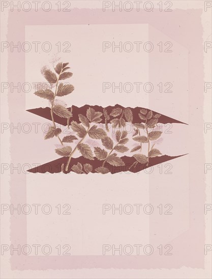 CELIS
DIBUJO EN CARTULINA (FLORES)
MADRID, COLECCION PARTICULAR
MADRID