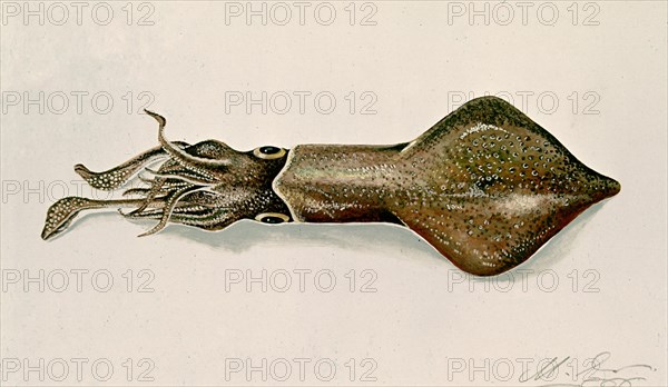 LAMINA DE CALAMAR