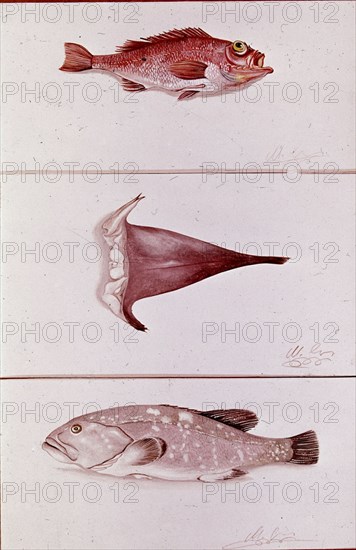 LAMINA DE PESCADO BLANCO GALLINETA RAPE Y MERO
This image is not downloadable. Contact us for the high res.