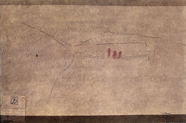 PINTURA RUPESTRE DEL CASTRO DE COANA
OVIEDO, MUSEO ARQUEOLOGICO
ASTURIAS