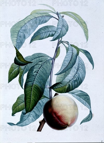 ROUSSEAU JJ
LIBRO DE BOTANICA 1805
MADRID, SENADO-BIBLIOTECA
MADRID