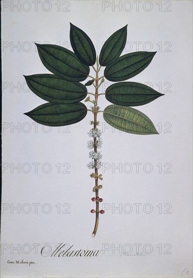 MUTIS CELESTINO 1732-1808
LAMINA 4-HENRIETELLA SEEMANII
MADRID, JARDIN BOTANICO
MADRID