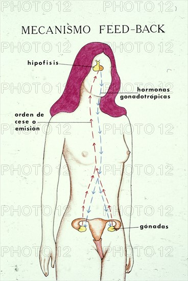 EL CUERPO HUMANO MECANISMO FEED-BACK
This image is not downloadable. Contact us for the high res.