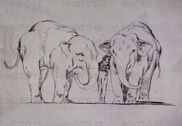 Goya, Les éléphants