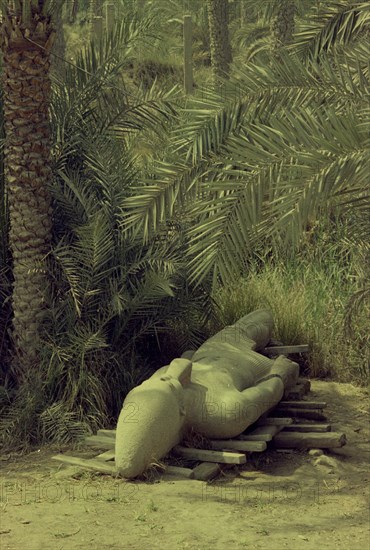 COLOSO DE RAMSES III EN TRE LA VEGETACION
MENFIS, EXTERIOR
EGIPTO
This image is not downloadable. Contact us for the high res.