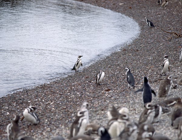 PLAYA-ORILLA CON PINGÜINOS
PATAGONIA, PUNTA TOMBO
ARGENTINA

This image is not downloadable. Contact us for the high res.