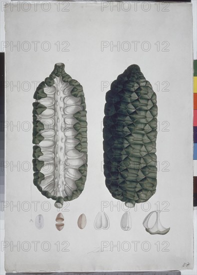 MUTIS CELESTINO 1732-1808
LIBRO CYPERACEAS-LAMINA 87
MADRID, JARDIN BOTANICO
MADRID

This image is not downloadable. Contact us for the high res.