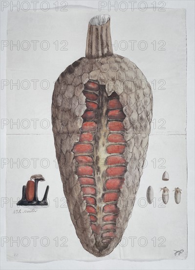 MUTIS CELESTINO 1732-1808
LIBRO CYPERACEAS-LAMINA 88
MADRID, JARDIN BOTANICO
MADRID

This image is not downloadable. Contact us for the high res.