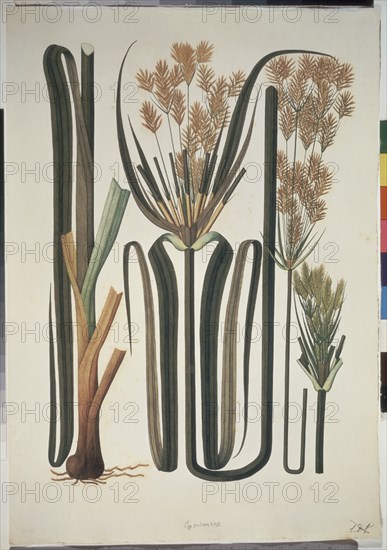 MUTIS CELESTINO 1732-1808
LIBRO CYPERACEAS-LAMINA 170
MADRID, JARDIN BOTANICO
MADRID

This image is not downloadable. Contact us for the high res.