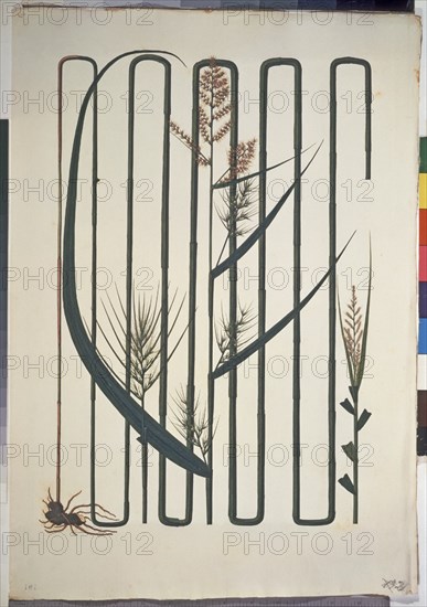 MUTIS CELESTINO 1732-1808
LIBRO CYPERACEAS - LAMINA 191
MADRID, JARDIN BOTANICO
MADRID
This image is not downloadable. Contact us for the high res.