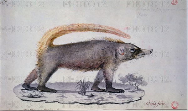 SURIA TOMAS
PROCIONIDO (NASUA SP.) COATI -MAMIFERO MEXICO
MADRID, MUSEO NAVAL
MADRID