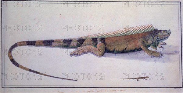 CARDERO JOSE 1766/?
IGUANA Y LAGARTIJA (REPTILES DE PANAMA)
MADRID, MUSEO NAVAL
MADRID