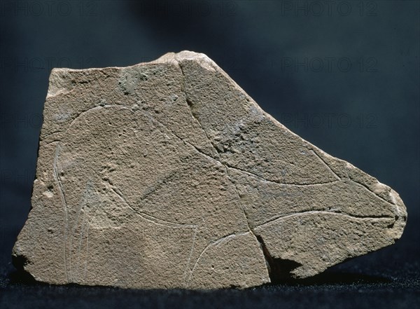 LOSETA DE PARPALLO-CIERVO GRABADO EN LA CUEVA DE PARPALLO (VALENCIA) - PERIODO SOLUTRENSE
VALENCIA, MUSEO PREHISTORIA
VALENCIA