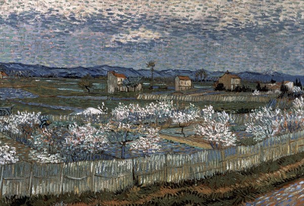 Van Gogh, La Crau et pêchers en fleurs