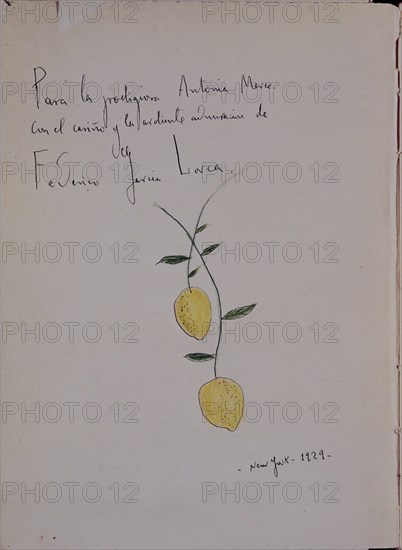 GARCIA LORCA FEDERICO 1898/1936
DIBUJO - RAMA DE LIMONERO DEDICADA A ANTONIA MERCE (1929)- LITERATURA ESPAÑOLA-GENERACION DEL 27