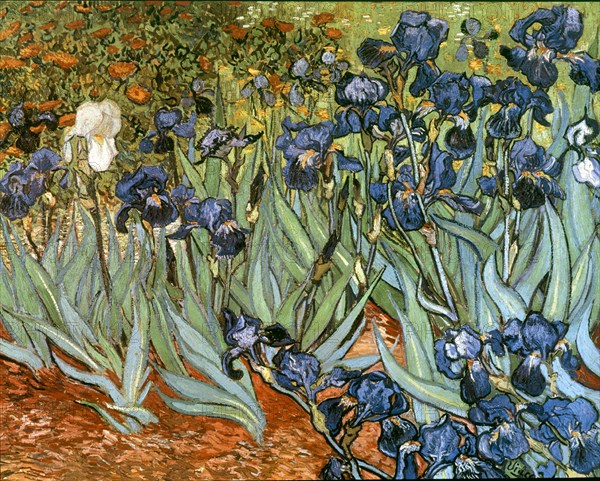 Van Gogh, Les Iris