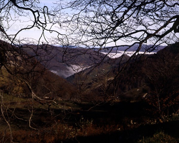 PUERTO DE LA VELETA-RAMA DE ARBOL Y VALLE
NAVARRA, EXTERIOR
NAVARRA