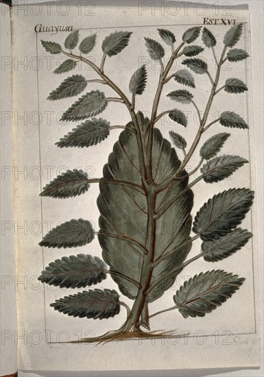 MARTINEZ COMPAÑON 1737/97
TRUJILLO DEL PERU-LAMINA XVI-FLORA-GUAYUSA
MADRID, PALACIO REAL-BIBLIOTECA
MADRID