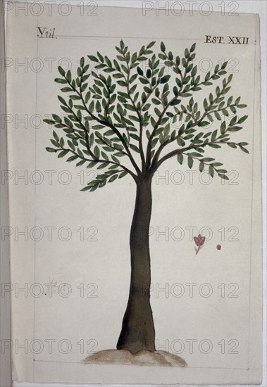 MARTINEZ COMPAÑON 1737/97
TRUJILLO DEL PERU-LAMINA XXII-FLORA-YTIL
MADRID, PALACIO REAL-BIBLIOTECA
MADRID