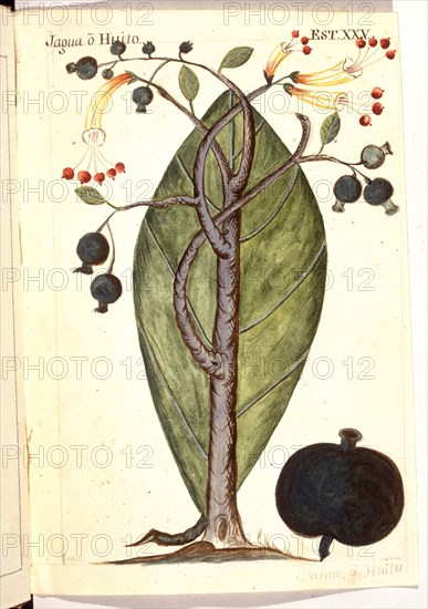 MARTINEZ COMPAÑON 1737/97
TRUJILLO DEL PERU-LAMINA XXV-FLORA-JAGUA-HUI
MADRID, PALACIO REAL-BIBLIOTECA
MADRID