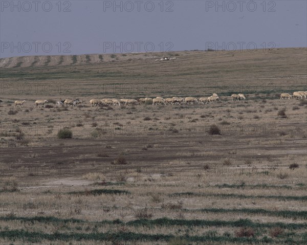 REBAÑO DE OVEJAS PASTANDO POR LOS MONEGROS
PROVINCIA, EXTERIOR
ZARAGOZA