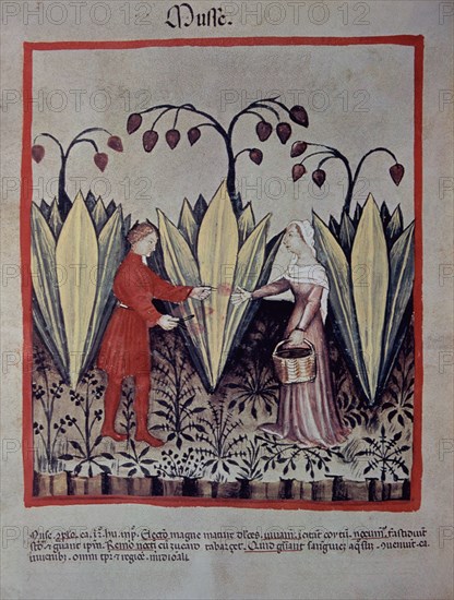 I-RECOGIDA DE AGAVE-MINIATURA DE "TACUINUM SANITATIS"
VIENA, BIBLIOTECA NACIONAL
AUSTRIA
This image is not downloadable. Contact us for the high res.