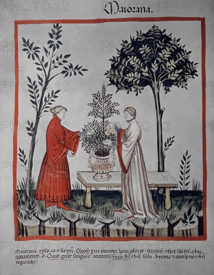 I-PLANTAS DE MEJORANA-MINIATURA DE "TACUINUM SANITATIS"S XV
VIENA, BIBLIOTECA NACIONAL
AUSTRIA

This image is not downloadable. Contact us for the high res.