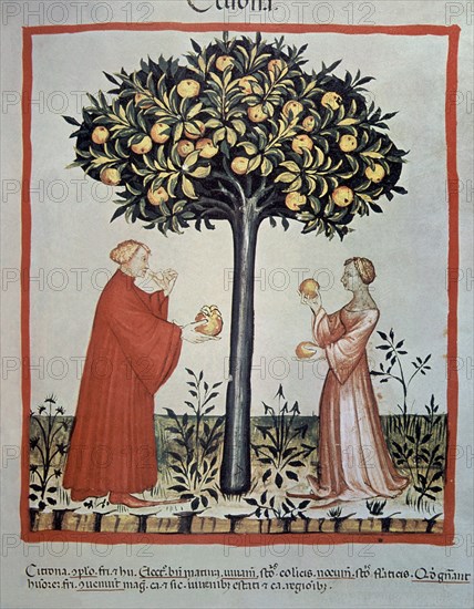 I-MUJERES RECOGIENDO Y PROBANDO EL FRUTO DEL CEDRO-MINIATURA"TACUINUM SANITATI
VIENA, BIBLIOTECA NACIONAL
AUSTRIA

This image is not downloadable. Contact us for the high res.