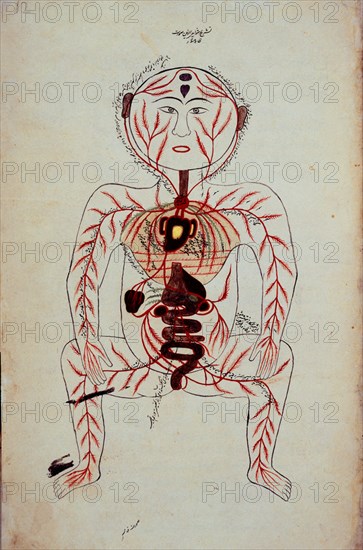 TASRIH-I MANSURI
MAN ARABE 2296-DIAGRAMA ANATOMICO F 12-S XIII-CIRCULAC SANGUINEA
LONDRES, BRITISH MUSEUM LIBRARY
INGLATERRA