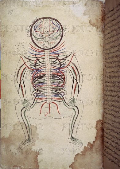 TASRIH-I MANSURI
MANUSCRITO ARABE 2296 - DIAGRAMA ANATOMICO-F 10-TERMINACIONES NERVIOSAS
LONDRES, BRITISH MUSEUM LIBRARY
INGLATERRA

This image is not downloadable. Contact us for the high res.