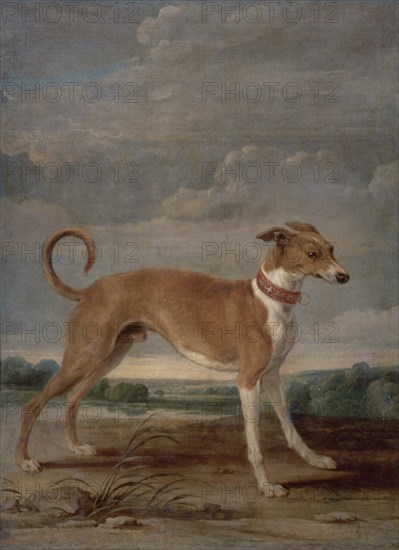 De Vos, A Dog