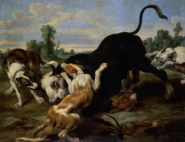 De Vos, Bull Tired Out By Dogs