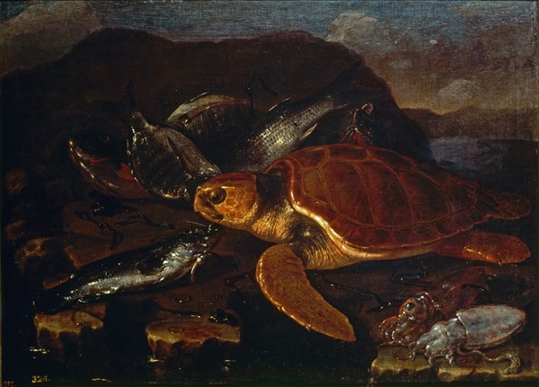 Recco, Nature morte de poissons et tortue