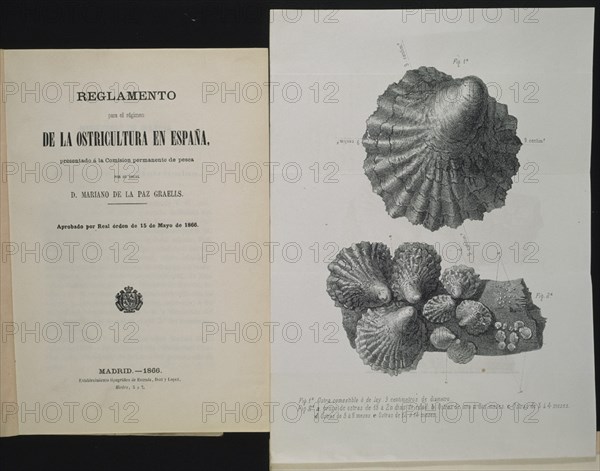 GRAELLLS MARIANO
REGLAMENTO PARA EL REGIMEN DE LA OSTRICULTURA EN ESPAÑA PRESENTADO A COMISION DE PESCA-MADRID 1866
MADRID, CONGRESO DE LOS DIPUTADOS-BIBLIOTECA
MADRID