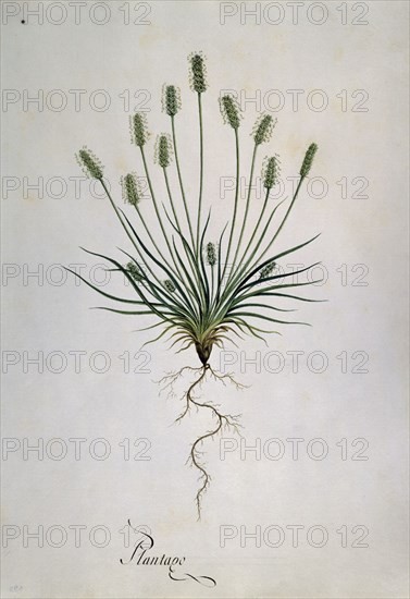 MUTIS CELESTINO 1732-1808
PLANTAGO -   DIBUJO  COLOREADO
MADRID, JARDIN BOTANICO
MADRID