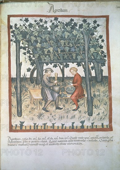 TACUINUM SANITATIS - VENDIMIA (AGRUM VINO ACIDO) -  MANUSCRITO MEDIEVAL SOBRE MEDICINA - S XIV/XV
VIENA, BIBLIOTECA NACIONAL
AUSTRIA