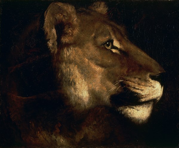 GERICAULT THEODORE 1791/1824
CABEZA DE LEON - S XIX - O/L - 55x65 - ROMANTICISMO FRANCES
PARIS, MUSEO LOUVRE-INTERIOR
FRANCIA