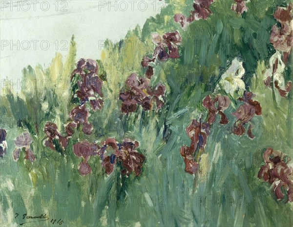 Sorolla, Les iris